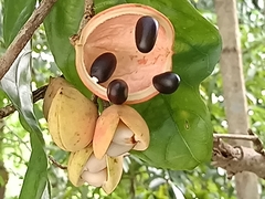Sterculia lanceolata