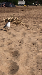 Chroicocephalus ridibundus