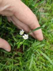 Stellaria