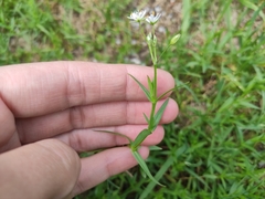 Stellaria