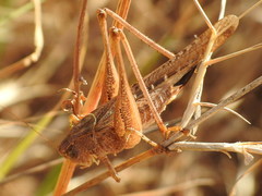 Tettigoniinae