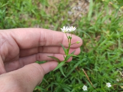 Stellaria
