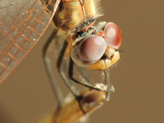Trithemis annulata
