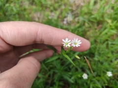 Stellaria