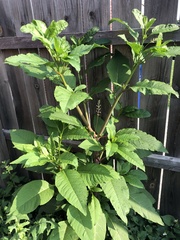 Phytolacca americana