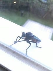 Microstylum oberthurii