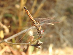 Trithemis annulata