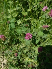 Trifolium pratense
