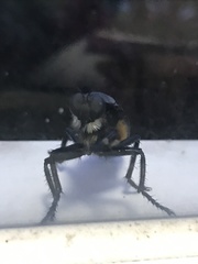 Microstylum oberthurii