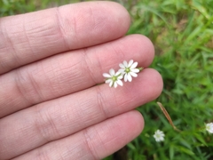 Stellaria