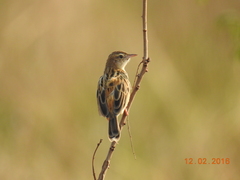 Cisticola juncidis