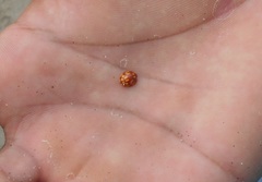 Neocalvia cayennensis