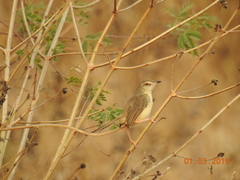 Prinia inornata