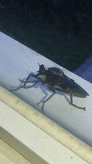 Microstylum oberthurii