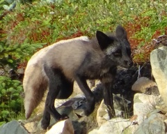 Vulpes vulpes deletrix