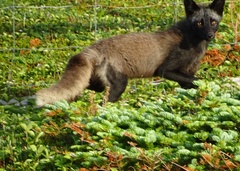 Vulpes vulpes deletrix