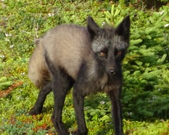 Vulpes vulpes deletrix
