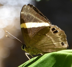 Abisara fylla
