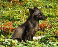 Vulpes vulpes deletrix