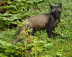 Vulpes vulpes deletrix