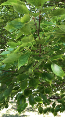Liquidambar formosana