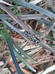 Xylotrechus antilope