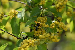 Parabatozonus lacerticida