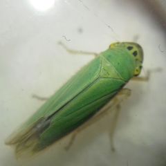 Cicadella