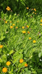 Pilosella aurantiaca