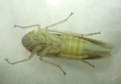Cicadella