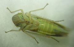 Cicadella