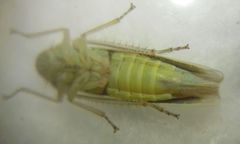 Cicadella