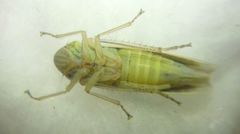 Cicadella