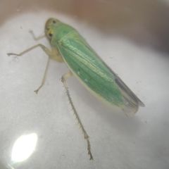 Cicadella