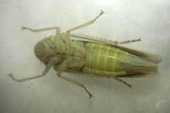 Cicadella