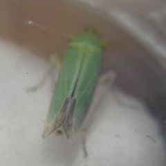 Cicadella