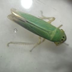 Cicadella