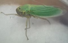 Cicadella