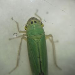 Cicadella