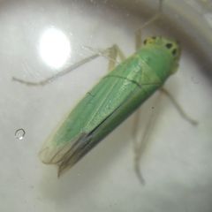 Cicadella