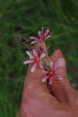 Image of Manfreda maculosa by (c) Eric Knight, some rights reserved (CC BY)