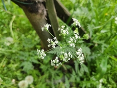 Anthriscus sylvestris
