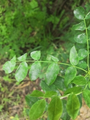 Erysiphe palczewskii