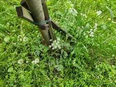 Anthriscus sylvestris