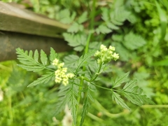 Anthriscus sylvestris