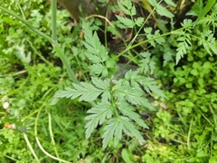 Anthriscus sylvestris