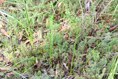 Acrotriche serrulata