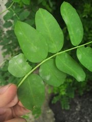 Erysiphe palczewskii