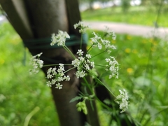 Anthriscus sylvestris