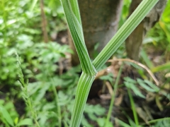 Anthriscus sylvestris
